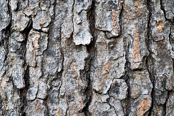 Obraz premium Detailed Tree Bark Texture – Natural Background