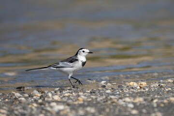 White wagtail walking along a pebbled shore near the water, captured in natural light.