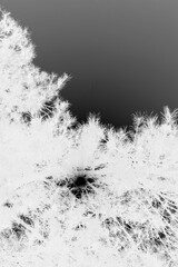 sun and trees in the forest in black and white film negative