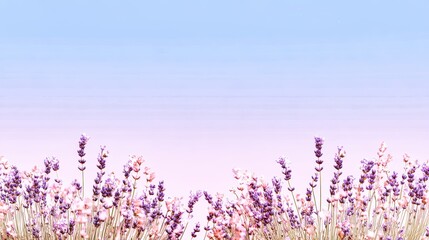 Naklejka premium Expansive lavender field stretches under a vibrant blue sky during a sunny day in late spring