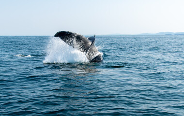 Humpback whale tail breaching the water in Vancouver