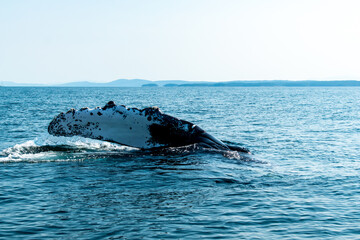 Humpback whale fin breaking the water in Vancouver
