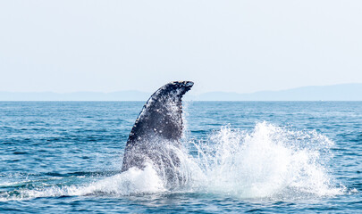 Fototapeta premium Humpback whale playing in Vancouver