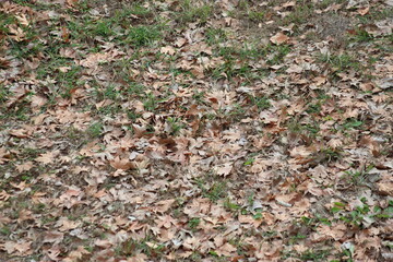 autumn leaves on the ground