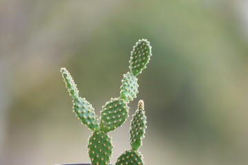 close up of a cactus