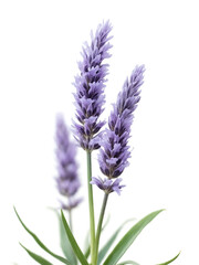 Fototapeta premium Elegant Lavender Flower Stems Isolated on White Background Showcasing Vibrant Purple Blooms and Delicate Leaves for Floral Arrangements or Natural Beauty Themes