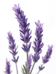 Naklejka premium Beautiful Lavender Flower Stems with Soft Purple Petals Against a Clean White Background for Natural Beauty and Aromatherapy Themes
