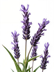 Naklejka premium Beautiful Lavender Blooms Showcasing Delicate Purple Petals with Green Leaves Against a Simple White Background for Nature and Floral Imagery