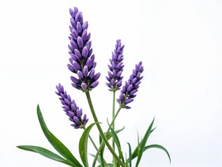 Obraz premium Beautiful lavender flowers against a bright white background showcasing vibrant purple blooms and lush green leaves, perfect for nature and botanical themes