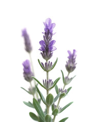 Fototapeta premium Elegant Lavender Stem with Vibrant Purple Flowers and Green Leaves Isolated on a White Background, Perfect for Home Decor, Aromatherapy, or Herbal Remedies