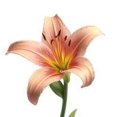 Naklejka premium Elegant peach lily flower with delicate petals showcasing intricate details and a soft gradient from cream to warm orange, captured against a neutral background