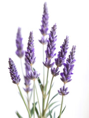 Fototapeta premium Delicate Lavender Flowers on a Stalk with Soft Focus and Bright Background for Natural Beauty and Organic Themes in Photography