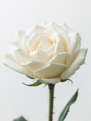 Elegant White Rose Blossom with Subtle Petals against Bright Background Perfect for Decorative Purposes and Floral Design Inspiration