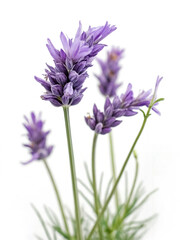 Obraz premium Delicate Lavender Flowers with Vibrant Purple Petals Growing Against a Clean White Background, Perfect for Aromatherapy and Natural Beauty Themes