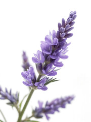 Fototapeta premium Delicate Lavender Flower on White Background Highlighting Its Natural Beauty and Subtle Purple Hues, Ideal for Aromatherapy and Wellness Themes