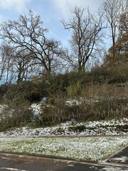 Snow covered trees, bushes and grass in winter