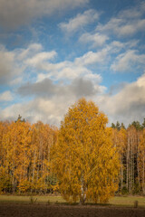 october landscape - autumn sunny day, beautiful trees with colorful leaves, Poland, Europe, Podlasie, white clouds on blue sky birch forest
