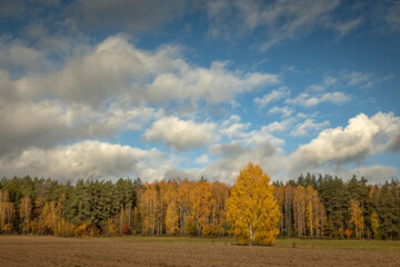 october landscape - autumn sunny day, beautiful trees with colorful leaves, Poland, Europe, Podlasie, white clouds on blue sky birch forest