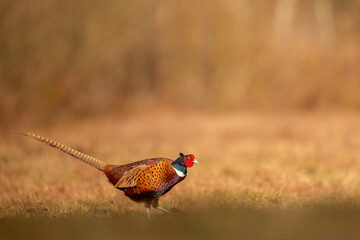 Common pheasant (Phasianus colchius) Ring-necked pheasant in natural habitat, autumn background, grassland	
