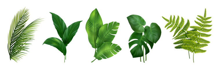 Plant of tropics. 3D leaves of Monstera, banana, fern and palm tree composition. Green exotic foliage bouquet. Botanical garden decoration element. Vector jungle tropical realistic isolated elements © Natalia