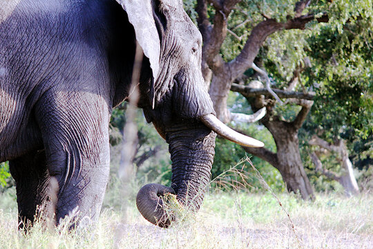 Elephant Eating with Trunk Close-Up – Part 1
Close-up of an elephant's trunk as it picks up food, showcasing its dexterity and unique feeding behavior. Part 1 of a detailed wildlife series.