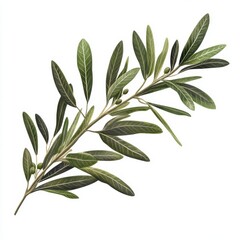 Fototapeta premium A realistic depiction of a single olive branch with a detailed arrangement of green leaves isolated on a white background