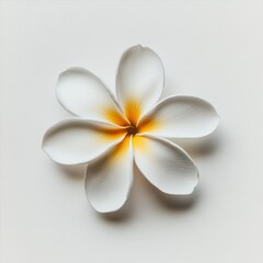 Fototapeta premium A single frangipani flower with five delicate white petals fading into a bright yellow center isolated on a white background