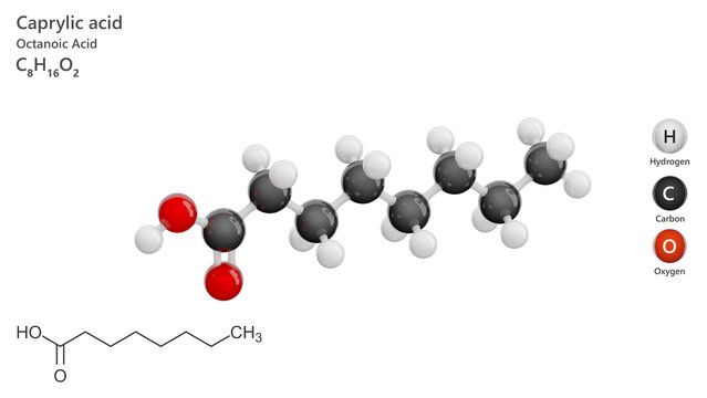 Molecule: Caprylic Acid or Octanoic acid. Molecular structure. Formula: C8H16O2. Chemical model: Ball and stick. White background. 3D illustration.