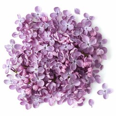 Fototapeta premium Fresh purple lilac flowers forming a circle on a white background, perfect for spring and floral themed projects