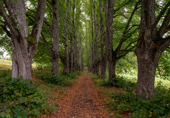 Obraz premium A peaceful path flanked by tall trees with vibrant leaves and scattered autumn foliage.