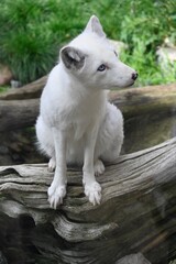 An artic fox standig  and looking for food