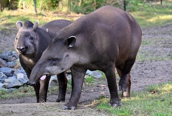 tapir looking for food