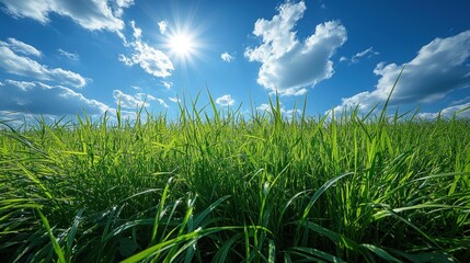 Obraz premium Green Grass Field Under Sunny Sky