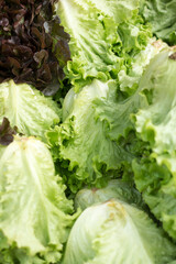 Set of lettuces at the market.