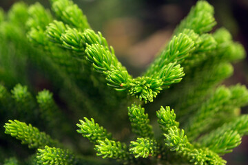Christmas tree leaf