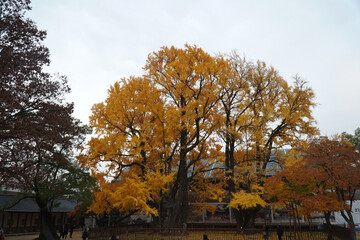  old ginkgo tree