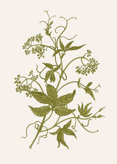 Maiden grapes. Vector botanical illustration. Colorful