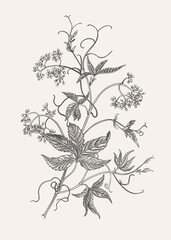 Maiden grapes. Vintage print with plant. Engraving style. Black and white.