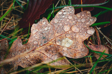 autumn leaves on the ground