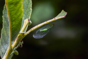 Macro close up of a green lacewing which is a common winged flying insect, nature stock photo image