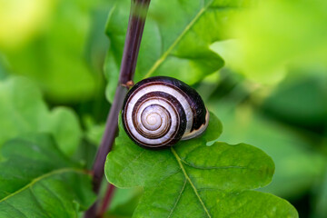 Garden snail species, macro close-up, animal nature wildlife photography stock photo image