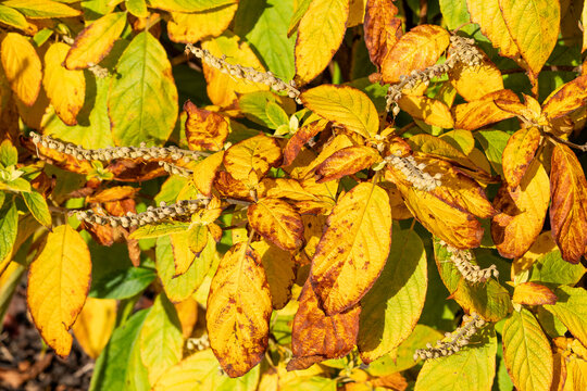 Clethra acuminata a deciduous shrub plant with golden yellow leaves colour during the autumn fall, commonly known as Mountain Pepperbush or Mountain Sweet Pepperbush, gardening stock photo image