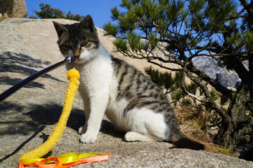 Mackerel Tabby Cat