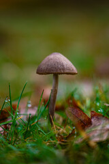 mushroom in the grass