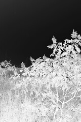 Trees growing along the shore in black and white film negative.