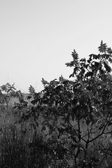 Trees growing along the shore in black and white.
