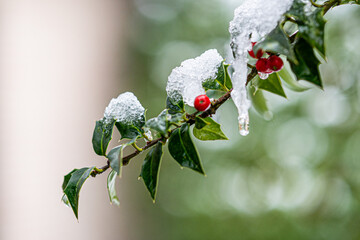 Background for Christmas card: branch of Holly with snow and red berries.