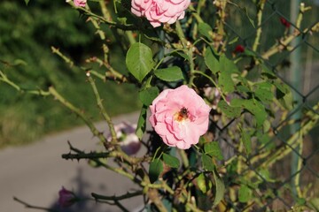 Roses are red, but these are pink