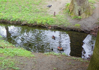Poland, Warsaw, Łazienki Park (Royal Baths Park), a flock of mandarin ducks on a walk