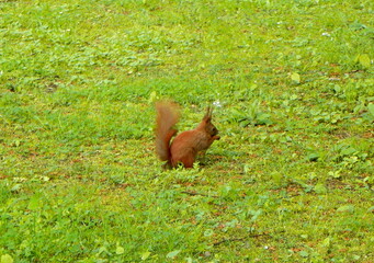 Poland, Warsaw, Łazienki Park (Royal Baths Park), squirrel in search of food